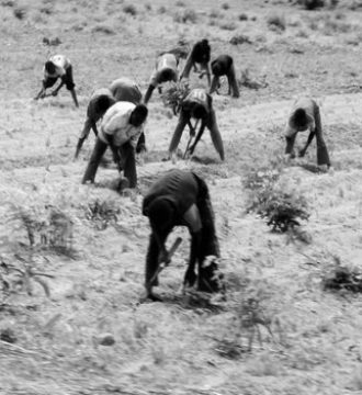 Yam_Farmers-in-Ekiti-State-Nigeria-climate-vulture-min