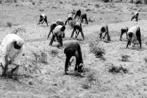 Yam_Farmers-in-Ekiti-State-Nigeria-climate-vulture-min